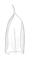 Brachythecium fontanum, stem leaf. Drawn from holotype, A.J. Fife 9251, CHR 461262.
 Image: R.C. Wagstaff © Landcare Research 2019 CC BY 3.0 NZ